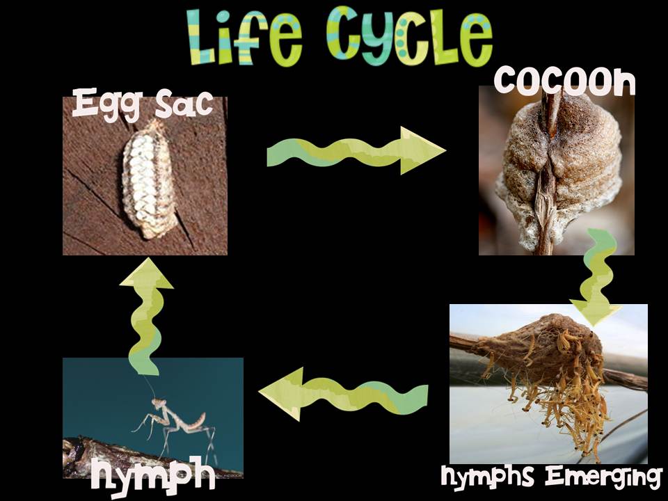 life cycle of a praying mantis