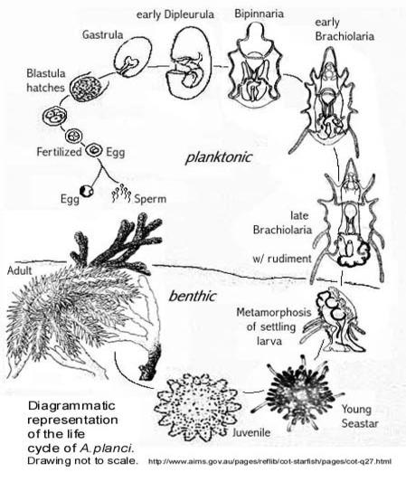 starfish life cycle